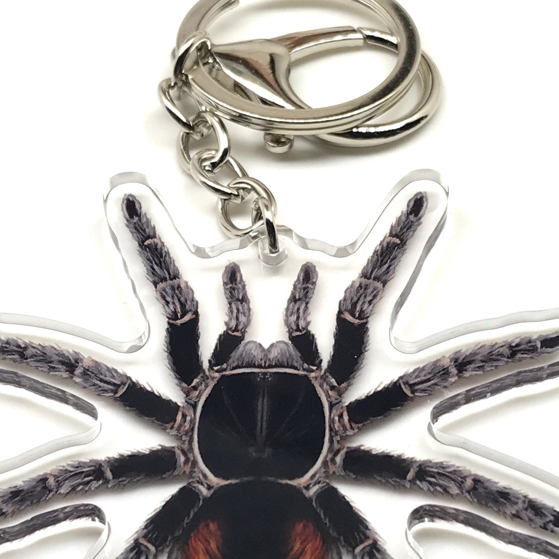 Acrylic keychain featuring a detailed Bistriopelma Matuskai dwarf tarantula charm on a silver keyring.