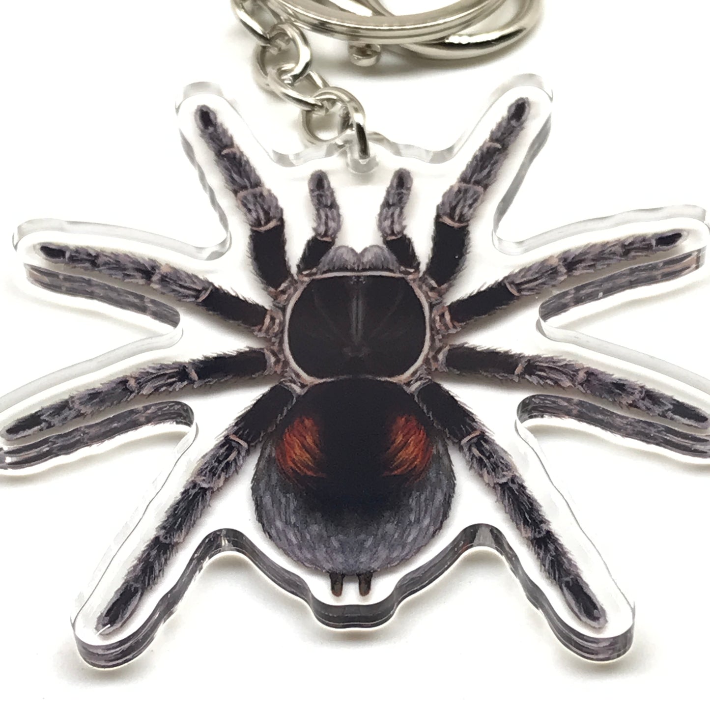 Dwarf Matuskai tarantula acrylic keychain featuring a Bistriopelma Matuskai spider charm from The Silk Ranch.