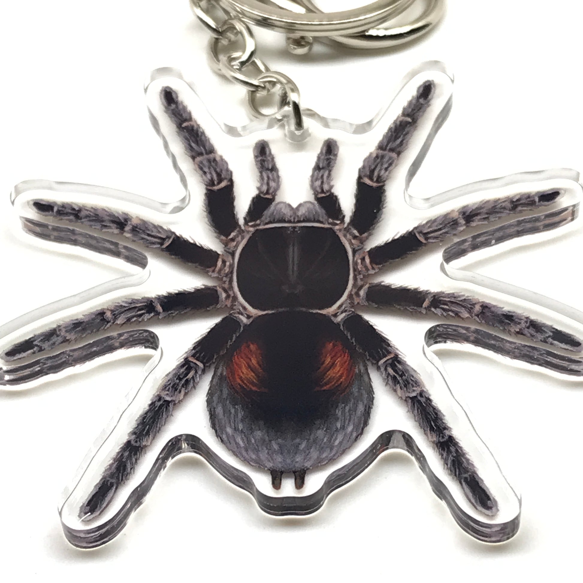 Dwarf Matuskai tarantula acrylic keychain featuring a Bistriopelma Matuskai spider charm from The Silk Ranch.