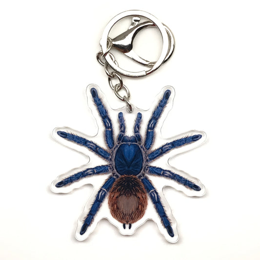 Cobalt Red Rump Tarantula Keychain, Ewok Cyaneolum Acrylic Charm from The Silk Ranch