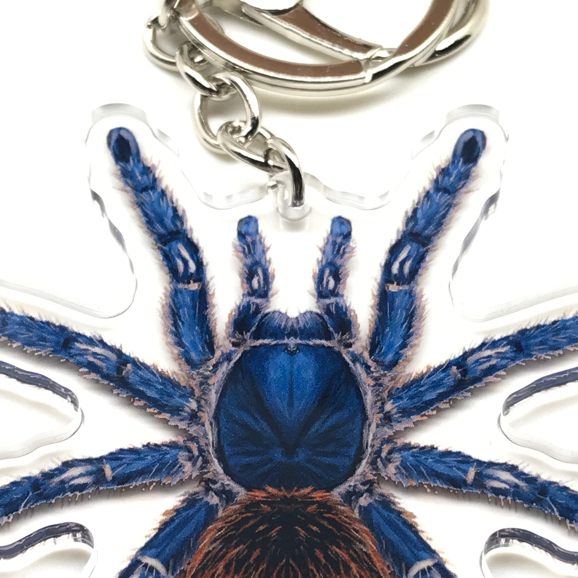 Cobalt Red Rump Tarantula keychain with Ewok Cyaneolum acrylic charm, featuring vivid colors and detailed design from The Silk Ranch.