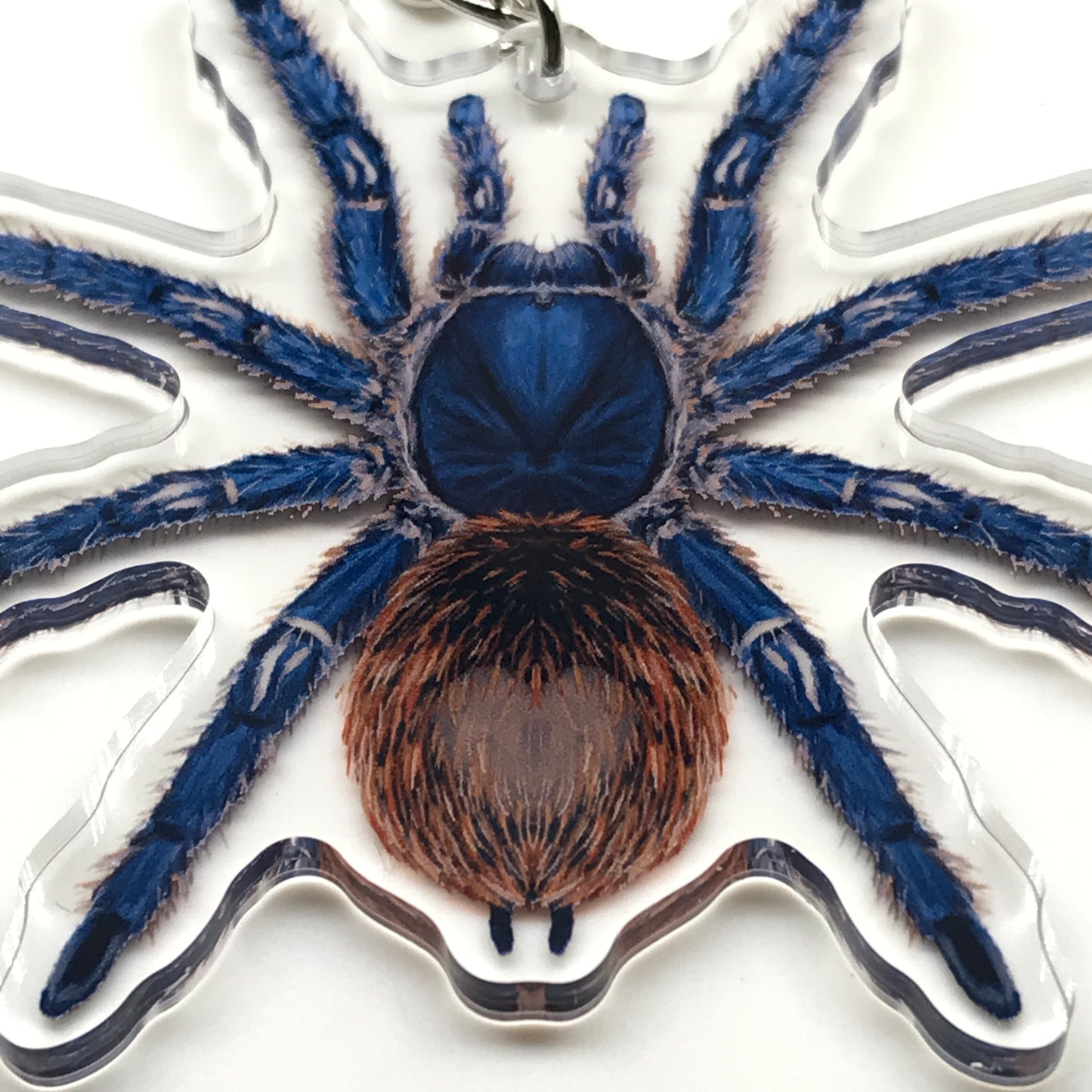 Cobalt red rump tarantula keychain with Ewok Cyaneolum acrylic charm, featuring detailed arachnid design on a keyring.
