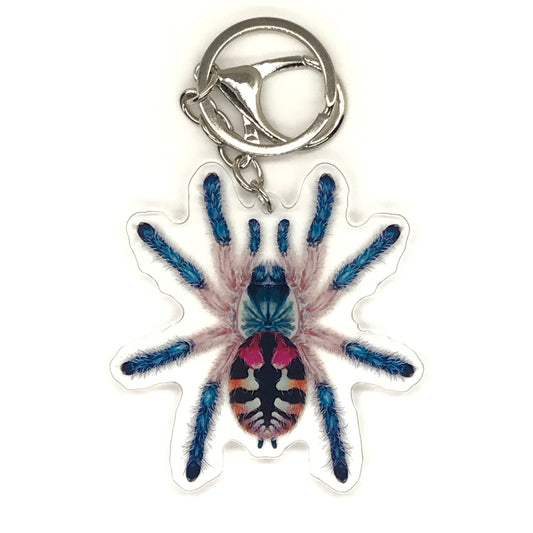 Brazilian Jewel Tarantula Keychain, Typhochlaena Seladonia Acrylic Charm from The Silk Ranch