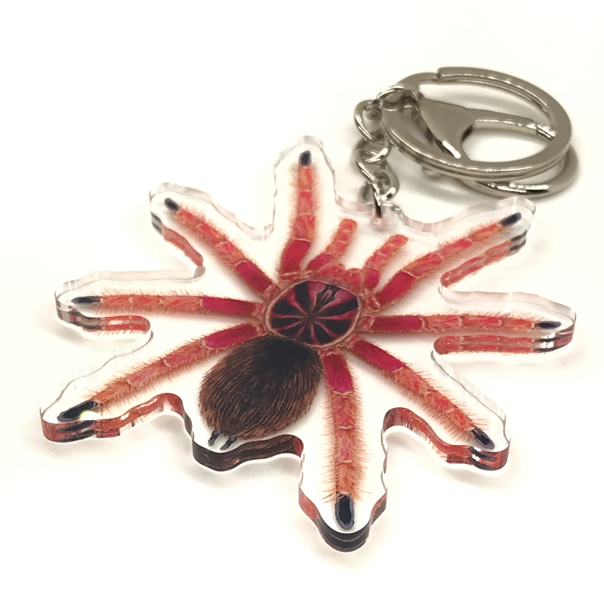 Sunburst Tarantula Pamphobeteus sp. Solaris acrylic keychain with detailed spider design, decorative keychain accessory.