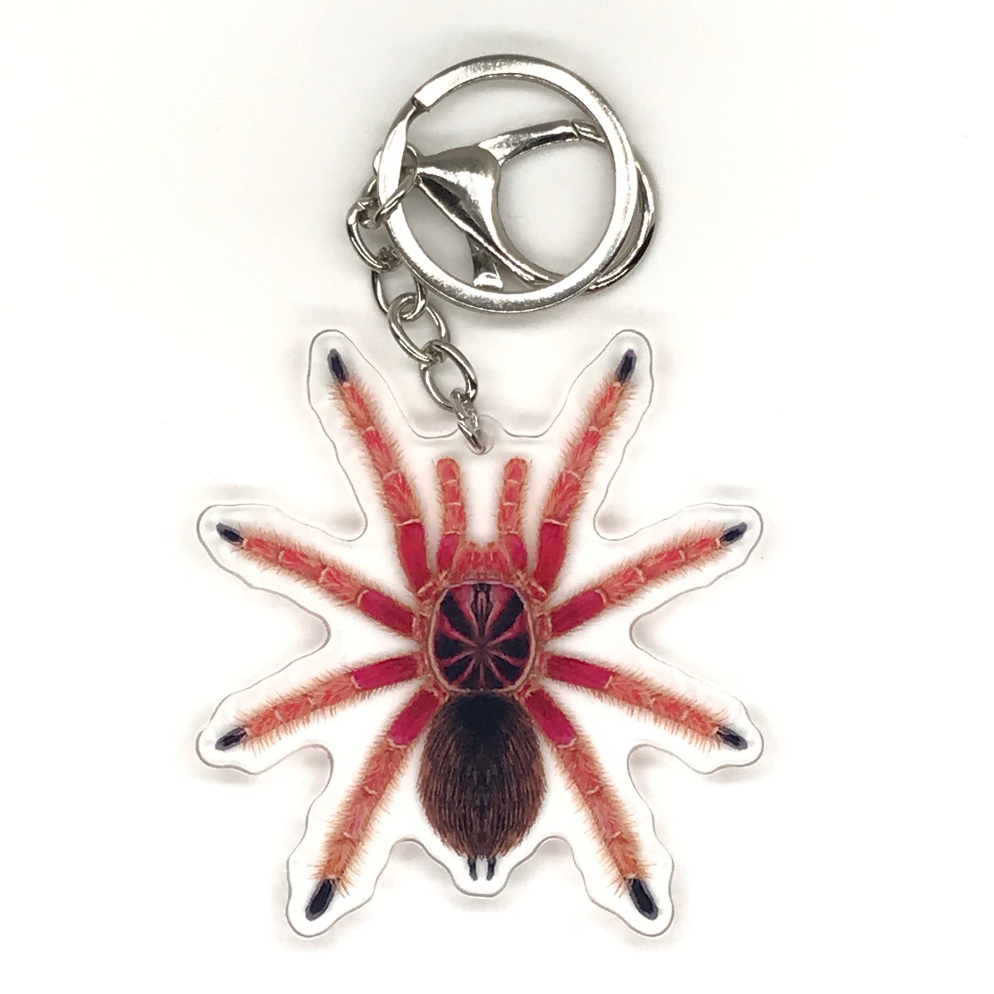 Acrylic keychain featuring a detailed Sunburst Tarantula Pamphobeteus sp. Solaris design from The Silk Ranch.