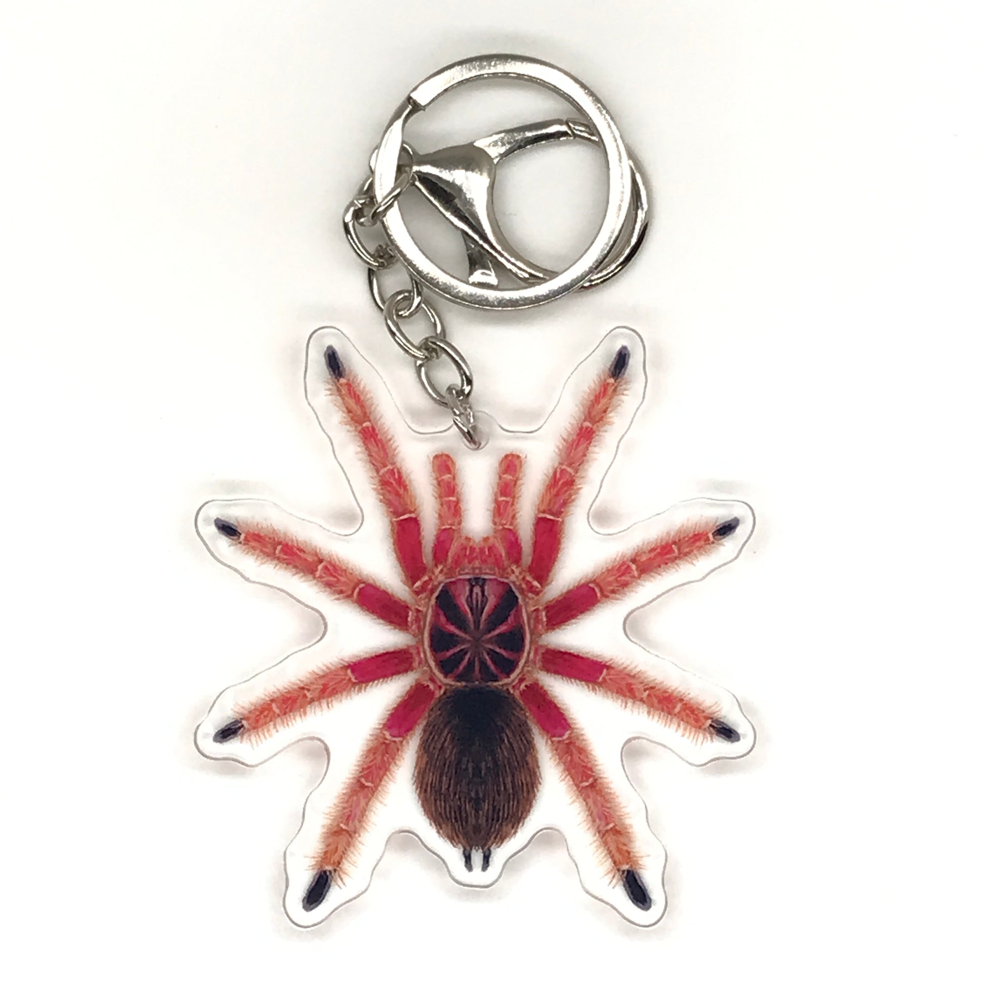 Acrylic keychain featuring a detailed Sunburst Tarantula Pamphobeteus sp. Solaris design from The Silk Ranch.