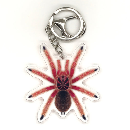 Sunburst Tarantula Keychain, Pamphobeteus sp. Solaris Acrylic Keychain from The Silk Ranch