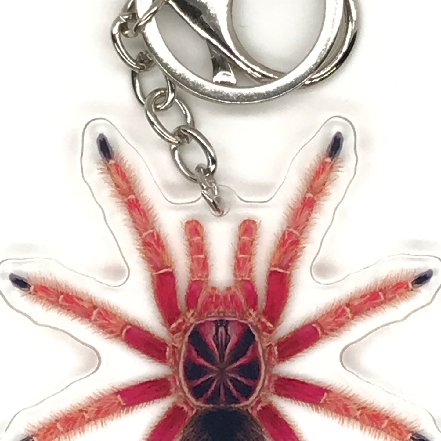 Sunburst Tarantula Pamphobeteus sp. Solaris acrylic keychain featuring a vibrant, detailed image of the spider on a clear background.