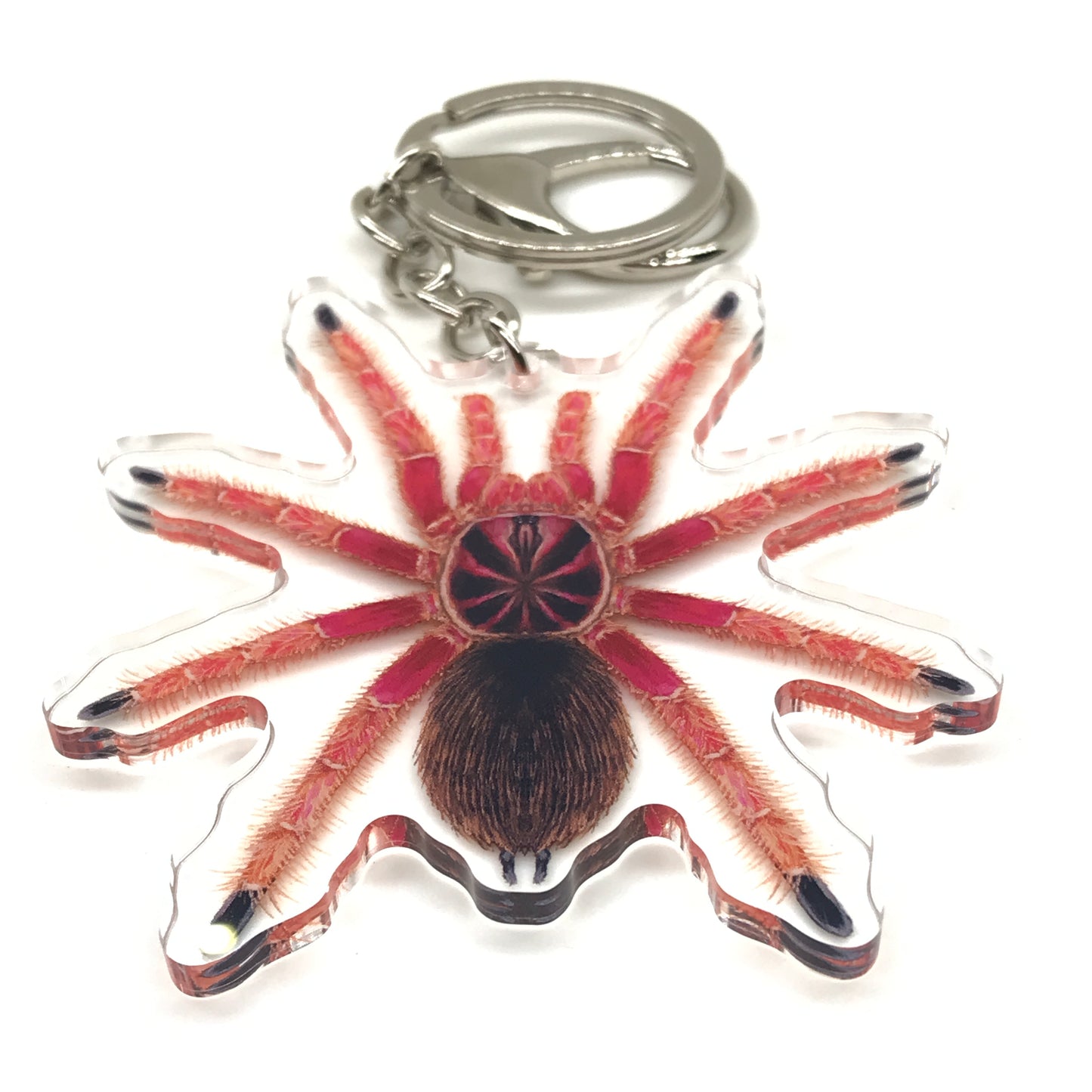 Sunburst Pamphobeteus tarantula acrylic keychain featuring vibrant orange and black colors, showcasing detailed arachnid design.