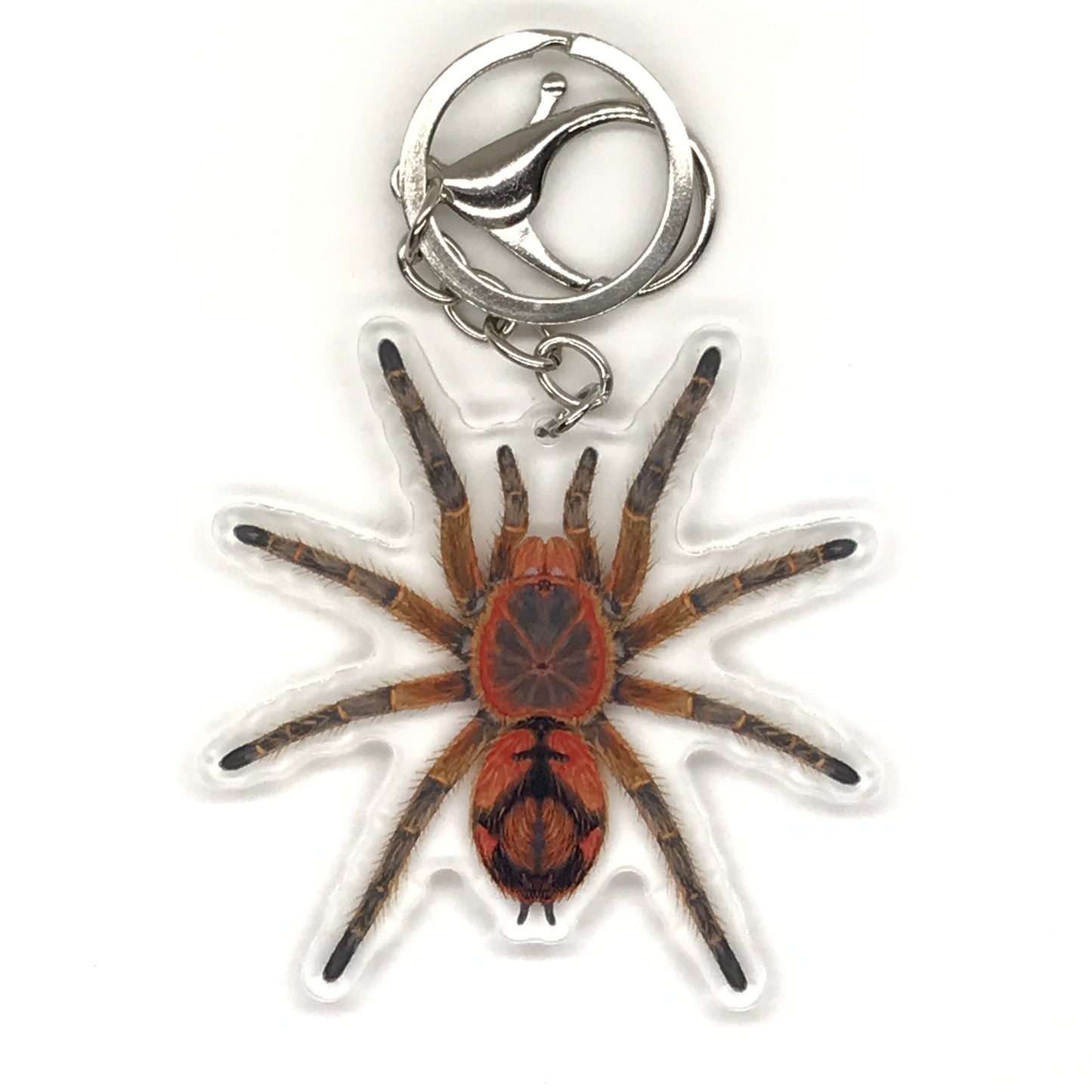 Peruvian Firecracker Tarantula Keychain, Urupelma sp. Mishana Acrylic Charm from The Silk Ranch