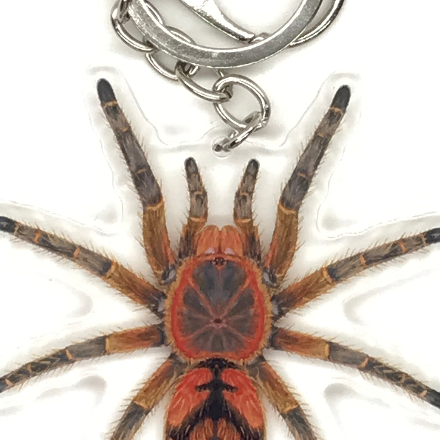 Peruvian Firecracker Tarantula Keychain, Urupelma sp. Mishana Acrylic Charm from The Silk Ranch