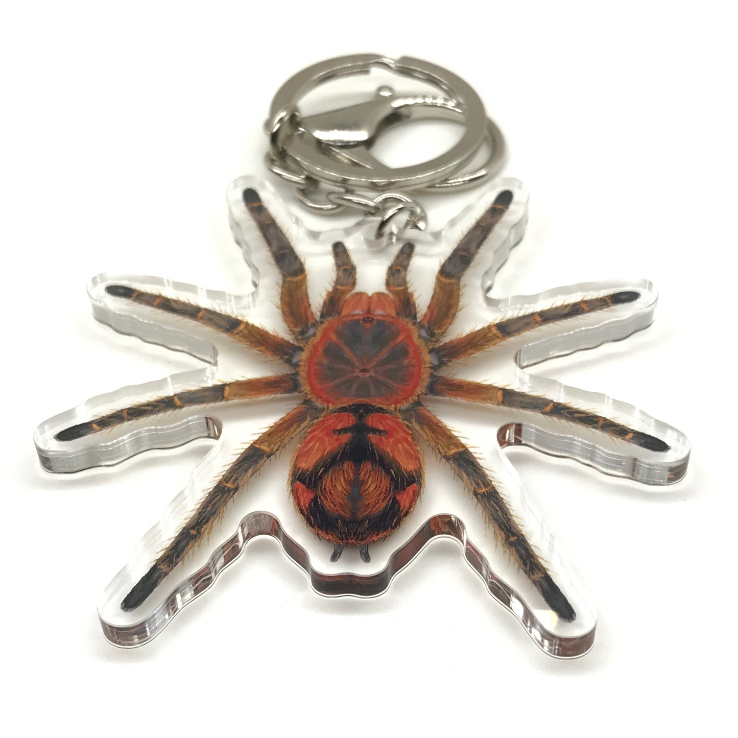 Peruvian Firecracker Tarantula Keychain, Urupelma sp. Mishana Acrylic Charm from The Silk Ranch