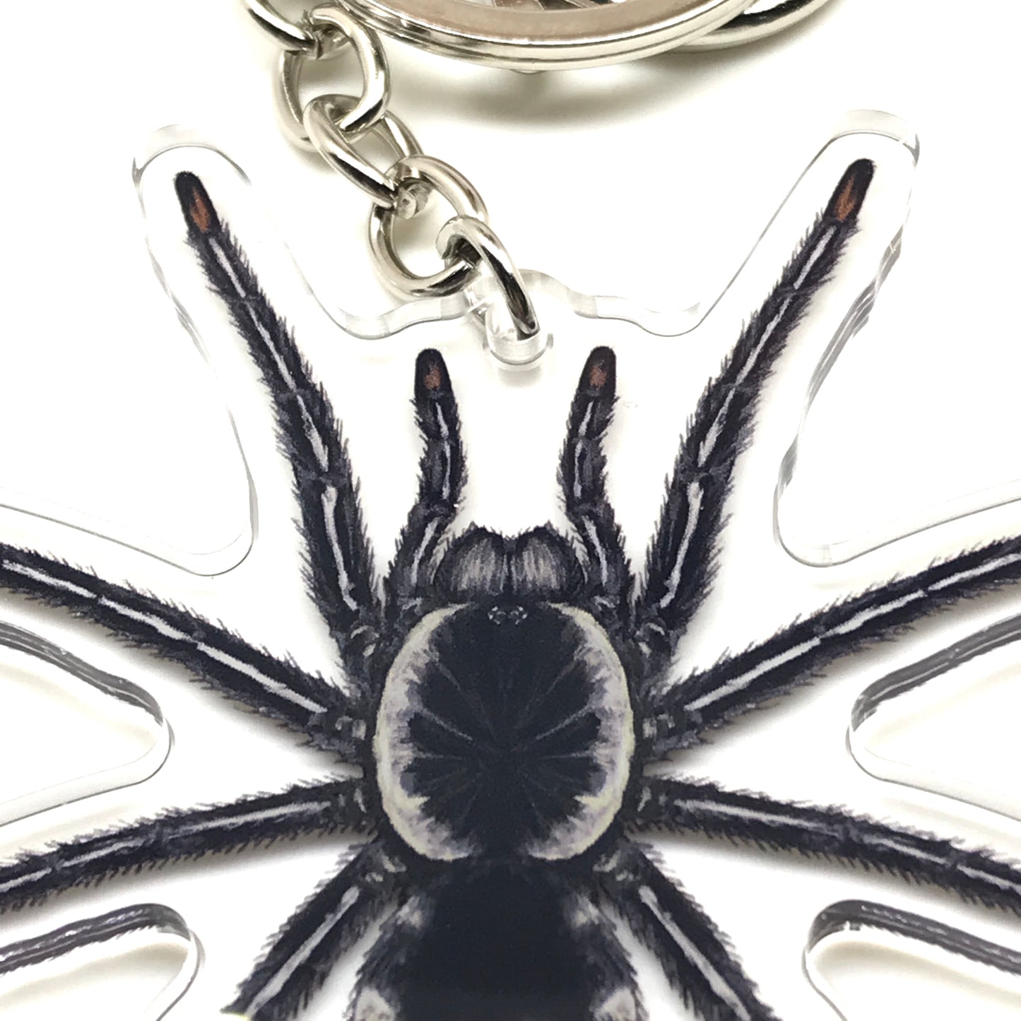 Redback Phantom Tarantula keychain by The Silk Ranch featuring a Cyriocosmus Hoeferi acrylic charm on a red background.