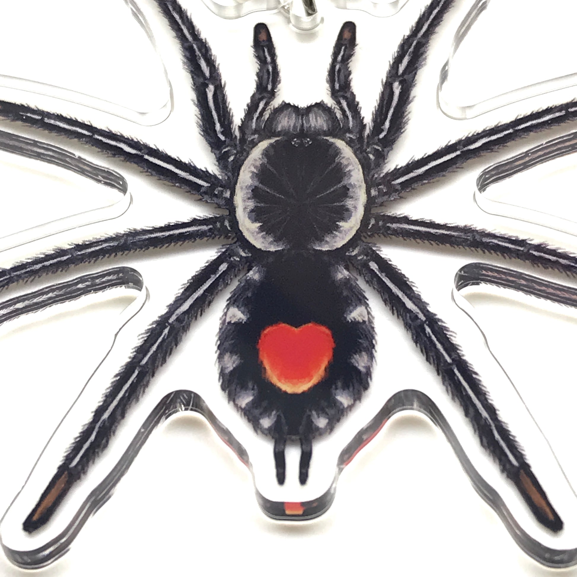 Redback Phantom tarantula keychain with acrylic charm featuring Cyriocosmus hoeferi, vibrant red and black arachnid design.