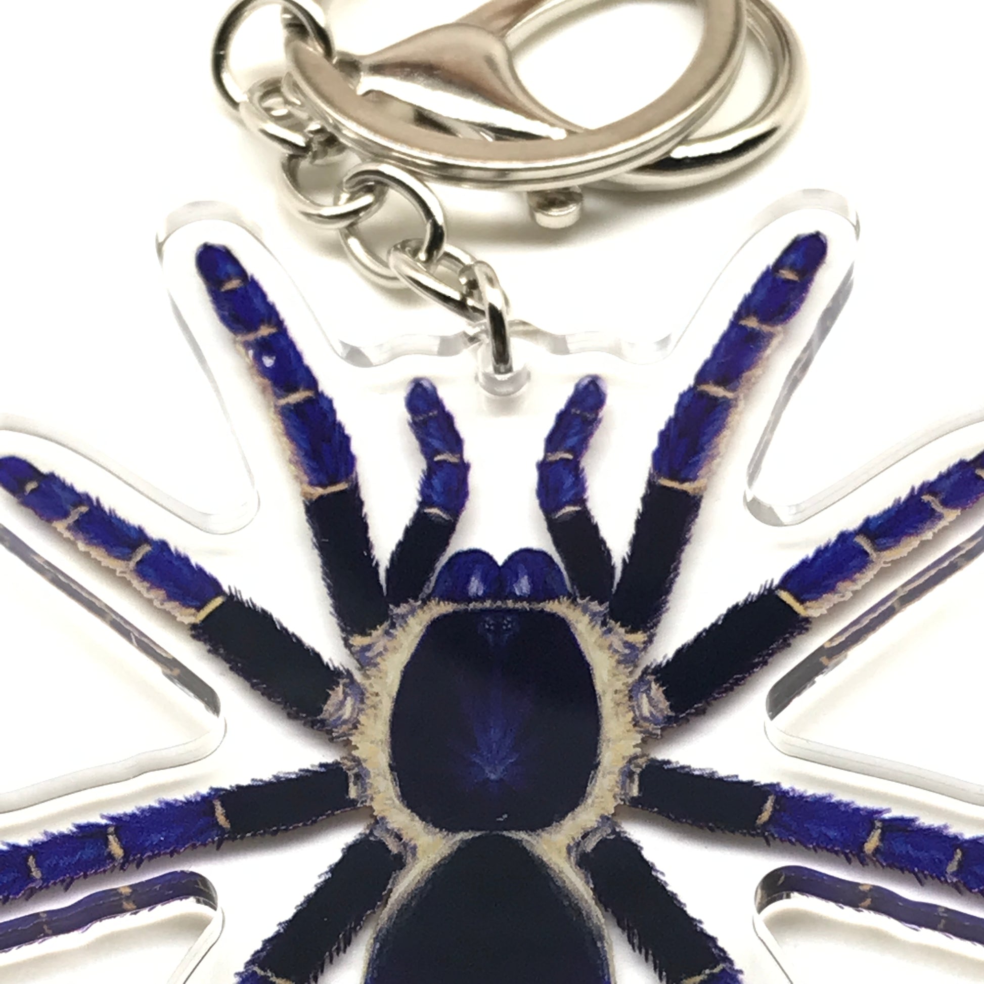 Blue acrylic Ranong Blue Earth Tiger Tarantula keychain featuring a detailed Ornithoctoninae Sp. Ranong Blue design by The Silk Ranch.