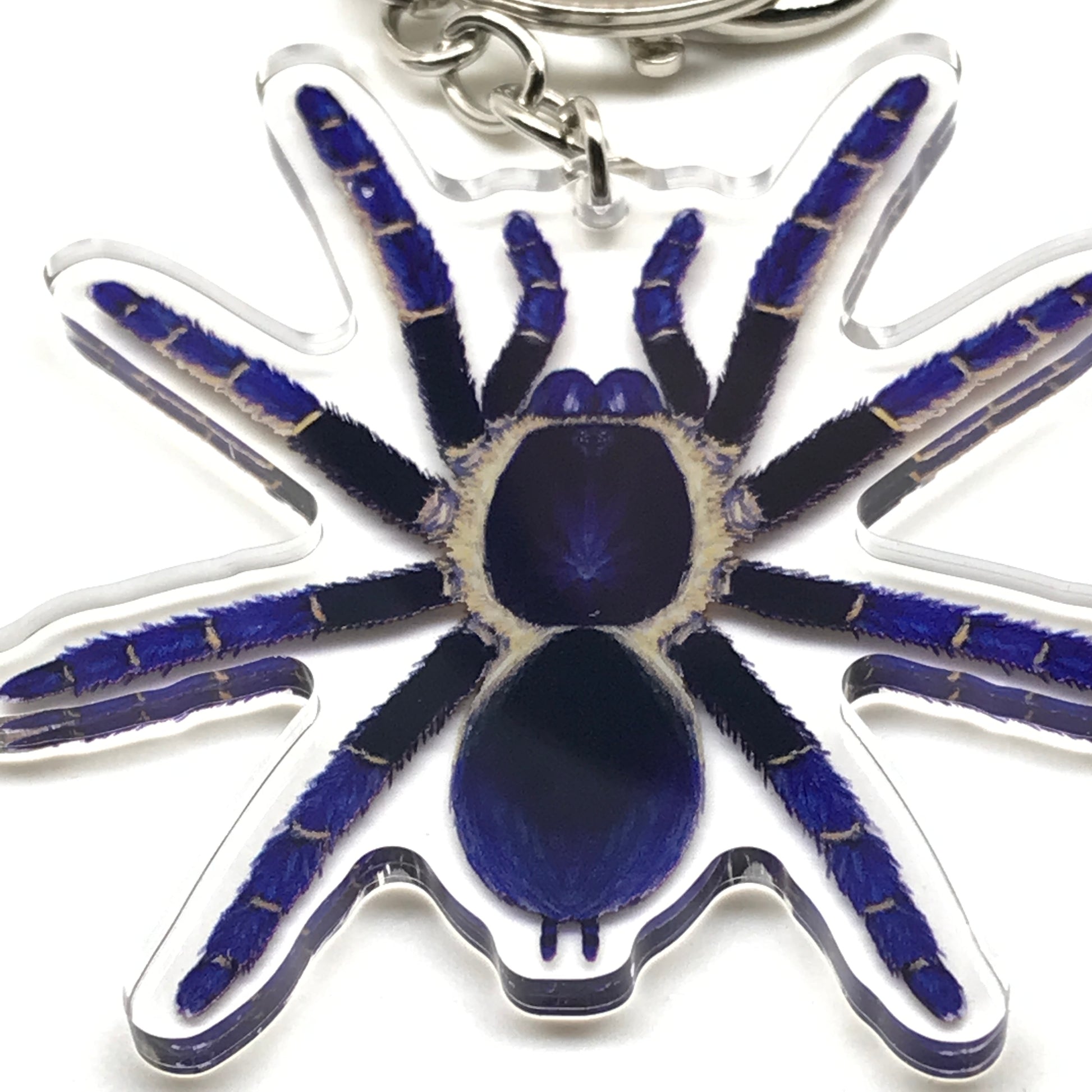 Ranong Blue Earth Tiger Tarantula keychain by The Silk Ranch featuring an acrylic charm of an Ornithoctoninae Sp. Ranong Blue tarantula.