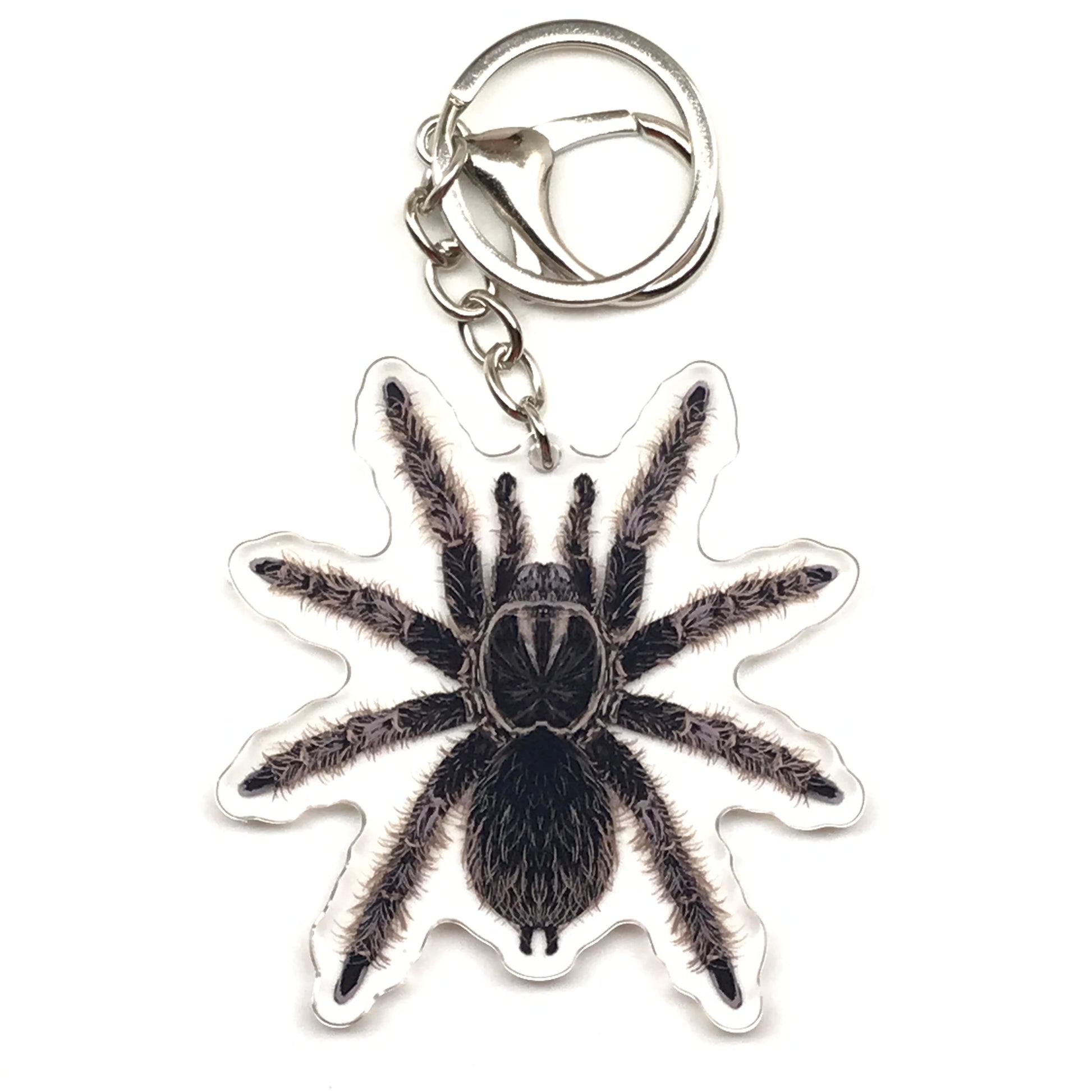 Acrylic charm of a curly-haired tarantula keychain featuring a Tliltocatl Albopilosus spider, with detailed black and tan coloring.