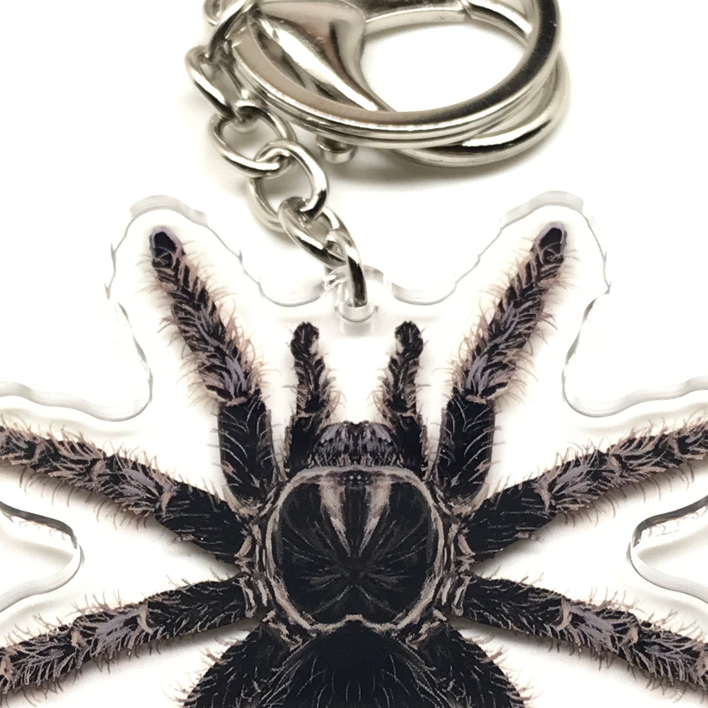 Acrylic charm of a curly hair tarantula keychain featuring a Tliltocatl Albopilosus spider in detailed, realistic design.