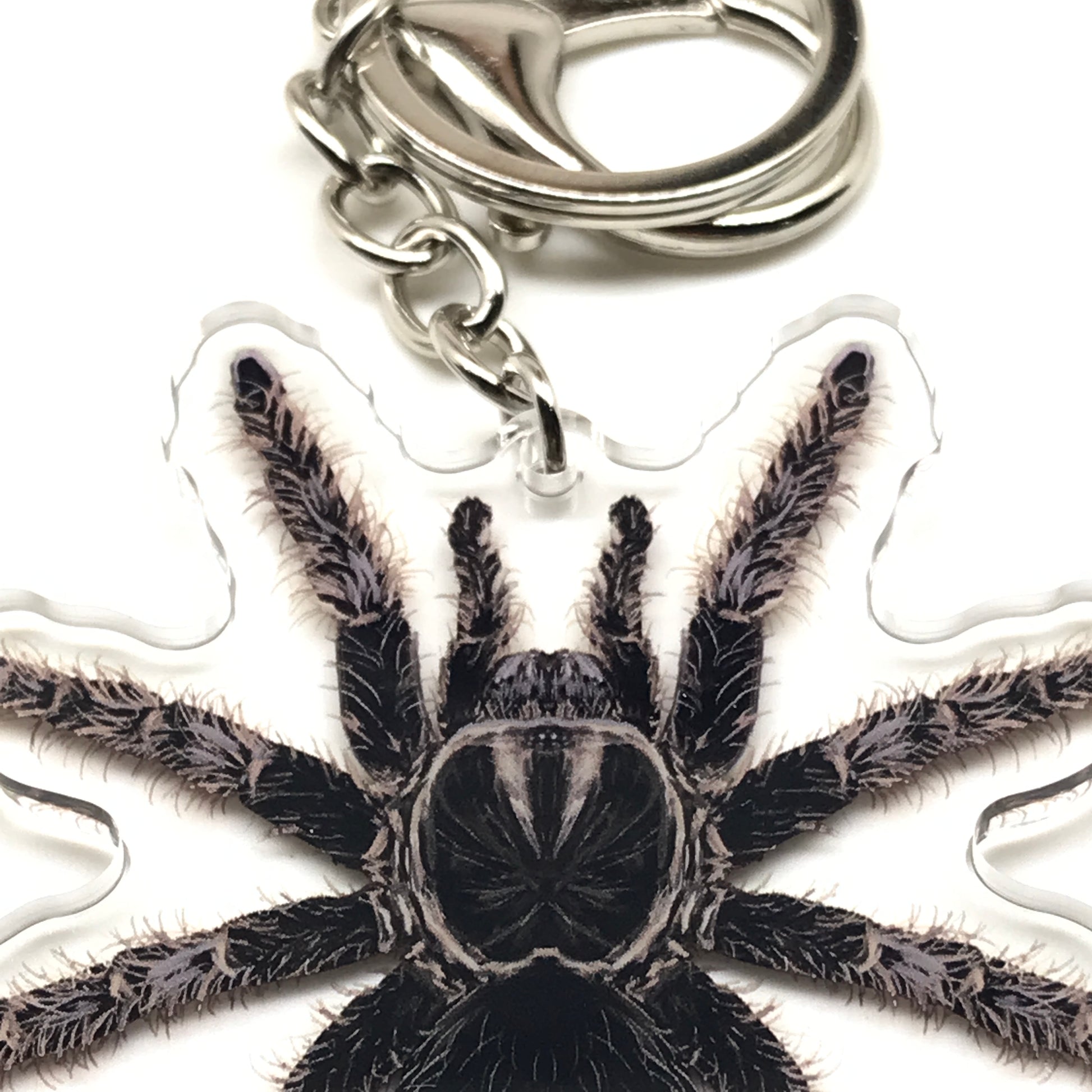 Acrylic charm of a curly hair tarantula keychain featuring a Tliltocatl Albopilosus spider in detailed, realistic design.