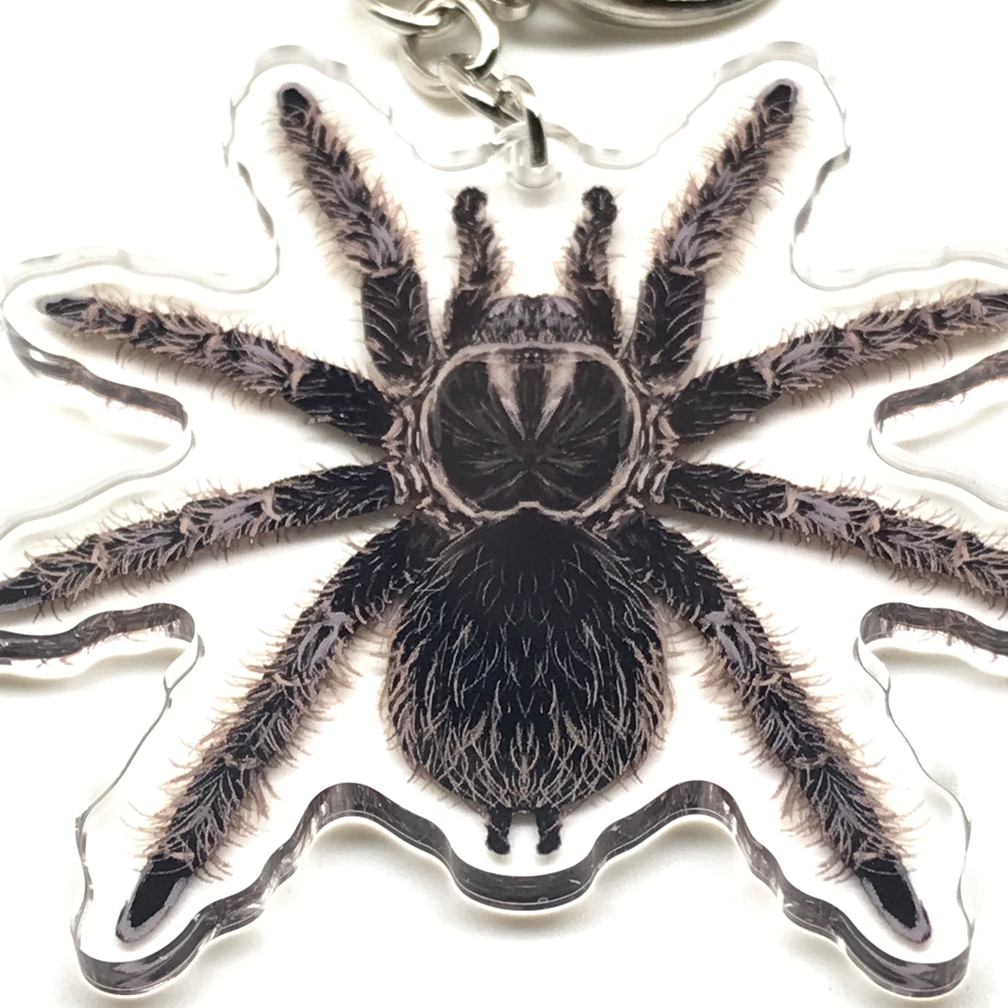 Acrylic keychain featuring a curly tarantula spider charm in brown and black, representing Tliltocatl Albopilosus, from The Silk Ranch.
