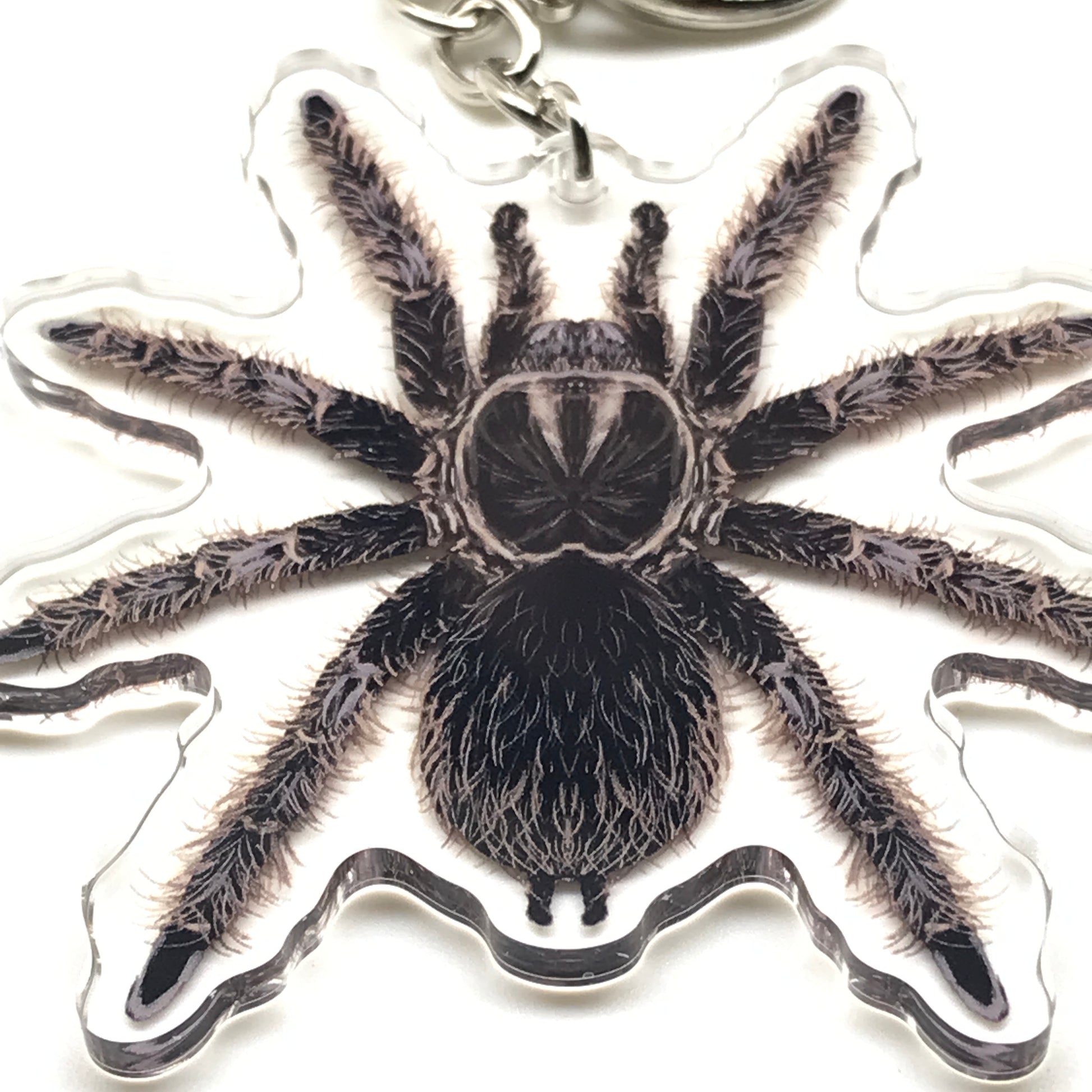 Acrylic keychain featuring a curly tarantula spider charm in brown and black, representing Tliltocatl Albopilosus, from The Silk Ranch.