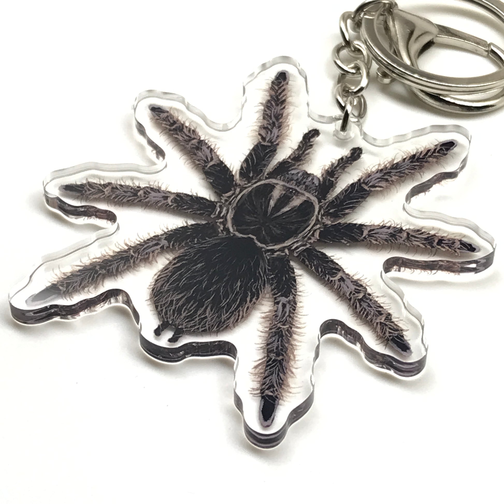 Acrylic keychain featuring a curly hair tarantula charm in brown and black, representing the Tliltocatl Albopilosus species.