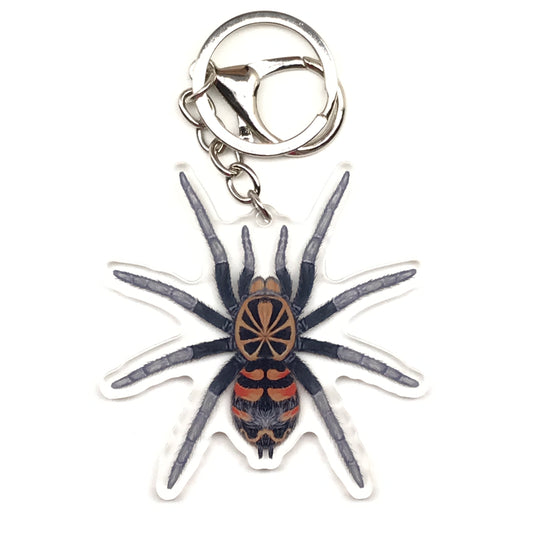 Ecuadorian Crowned Tarantula Keychain, Hapalopus Planetearth Acrylic Charm from The Silk Ranch