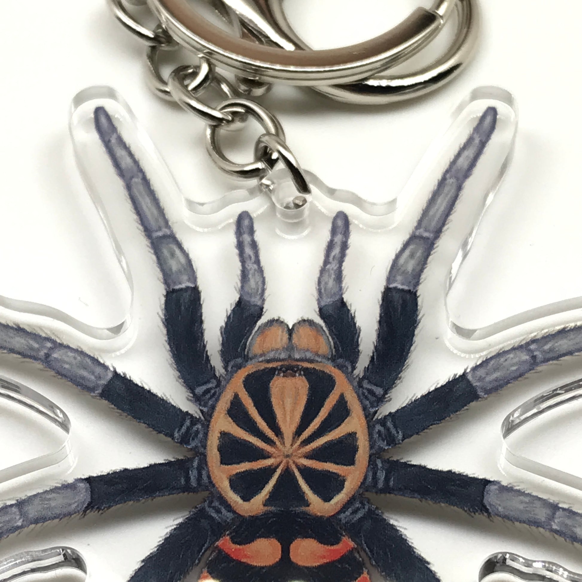Ecuadorian Crowned Tarantula keychain with acrylic charm featuring the Hapalopus Planetearth spider design.