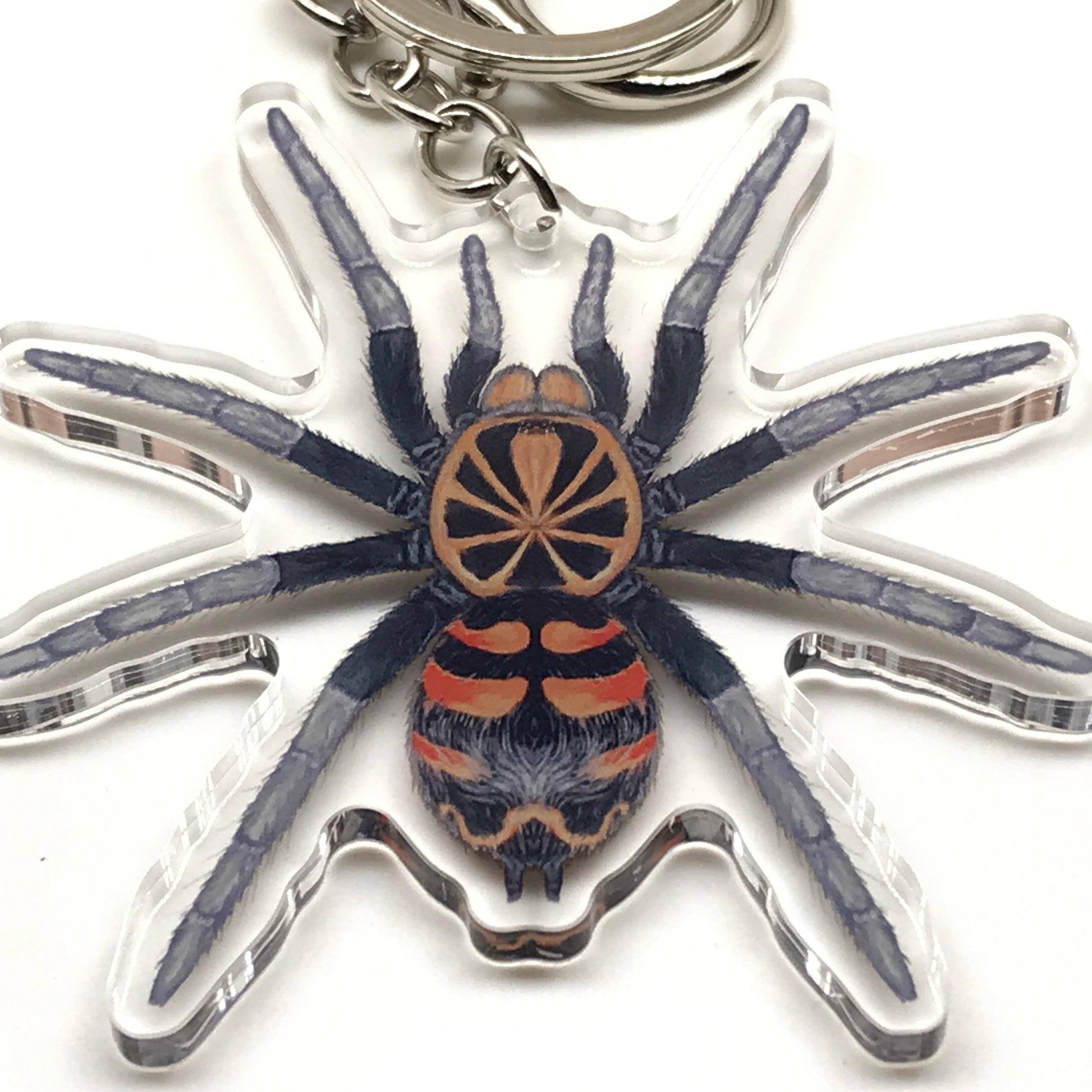 Ecuadorian Crowned Tarantula Hapalopus Planetearth acrylic keychain charm with detailed spider illustration.