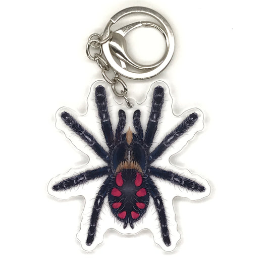 Pink Punk Jewel Tarantula Keychain, Typhochlaena Costae Acrylic Charm from The Silk Ranch