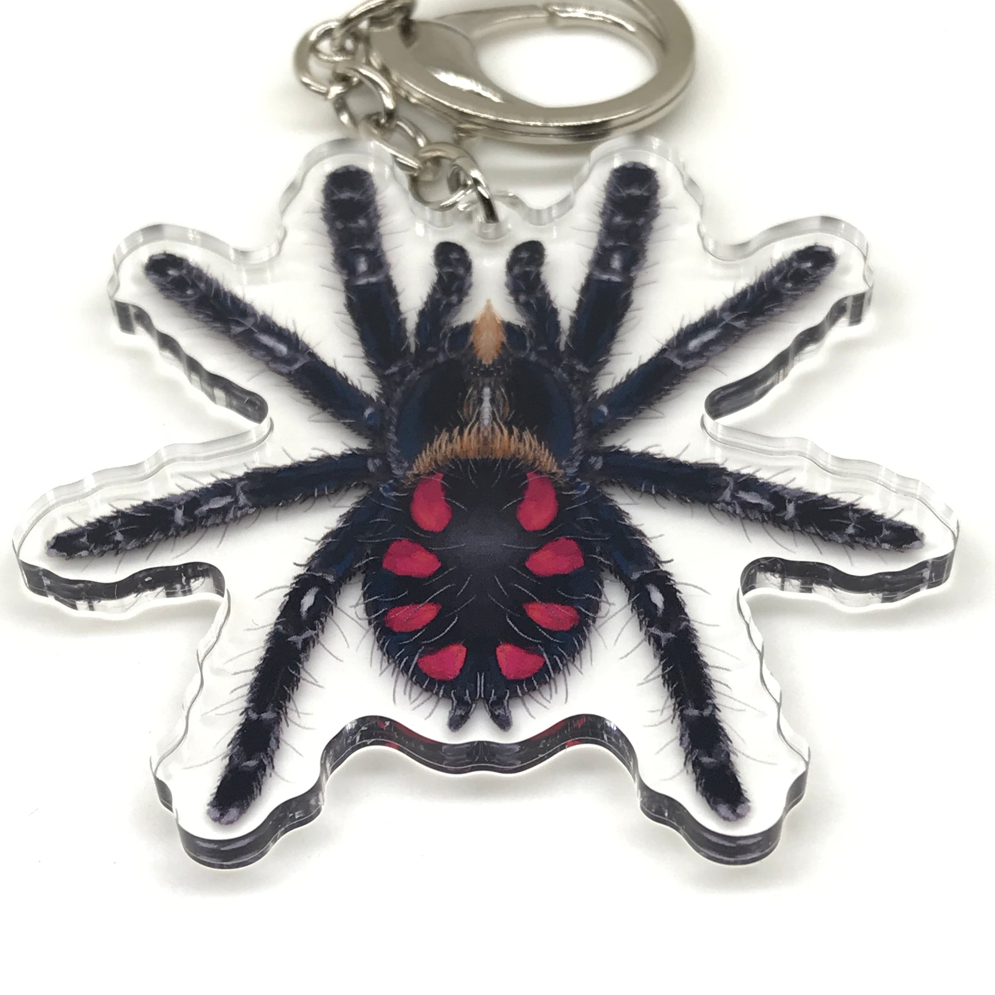 Pink Punk Jewel Tarantula Keychain, Typhochlaena Costae Acrylic Charm from The Silk Ranch