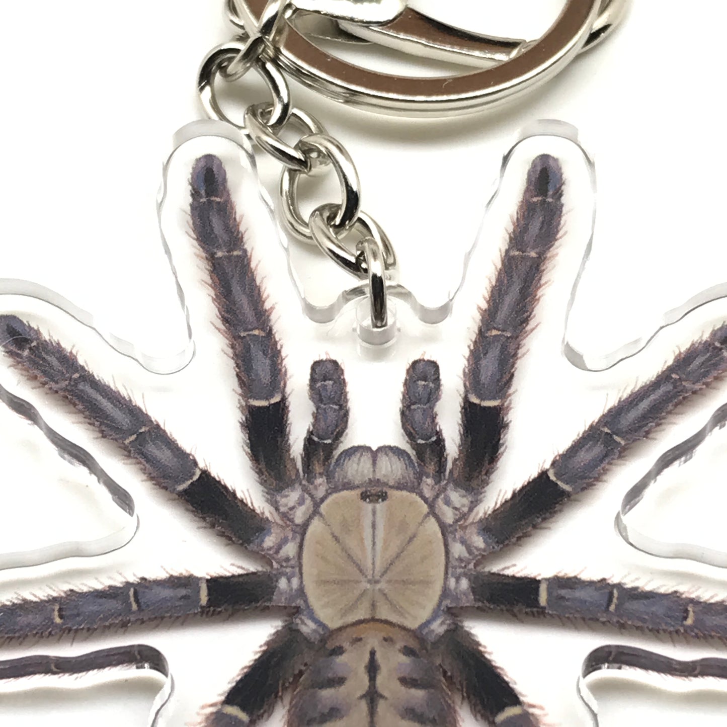 Malaysian Earth Tiger Tarantula Omothymus Schiodtei acrylic keychain charm from The Silk Ranch featuring a detailed spider design.