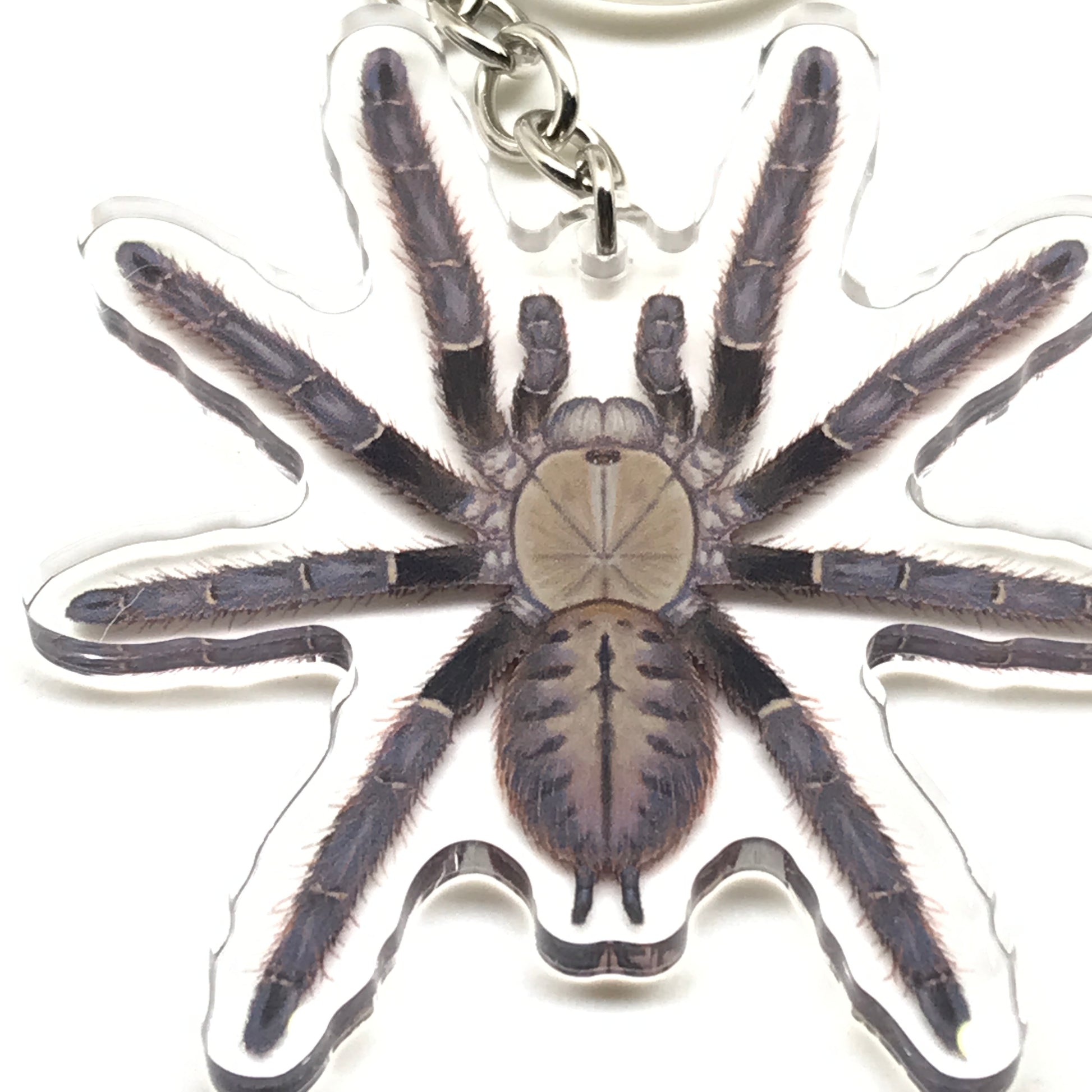 Malaysian Earth Tiger Tarantula Omothymus Schiodtei acrylic keychain charm on a keyring, detailed and realistic insect replica.