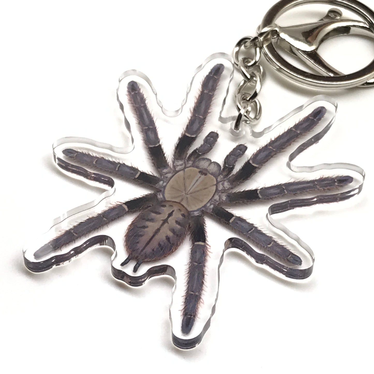 Malaysian Earth Tiger Tarantula Omothymus Schiodtei acrylic keychain charm with detailed spider design