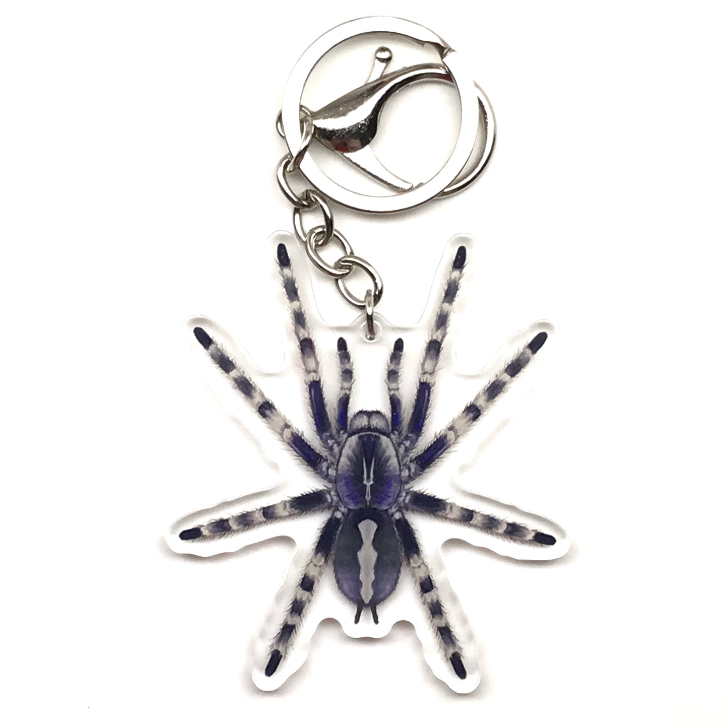 Salem Ornamental Tarantula keychain featuring Poecilotheria Formosa acrylic charm from The Silk Ranch.