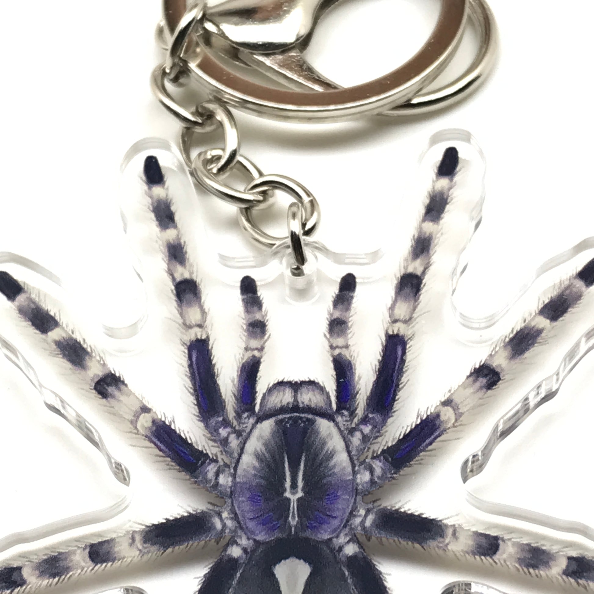 Salem Ornamental Tarantula Poecilotheria Formosa acrylic keychain charm with detailed spider design from The Silk Ranch.