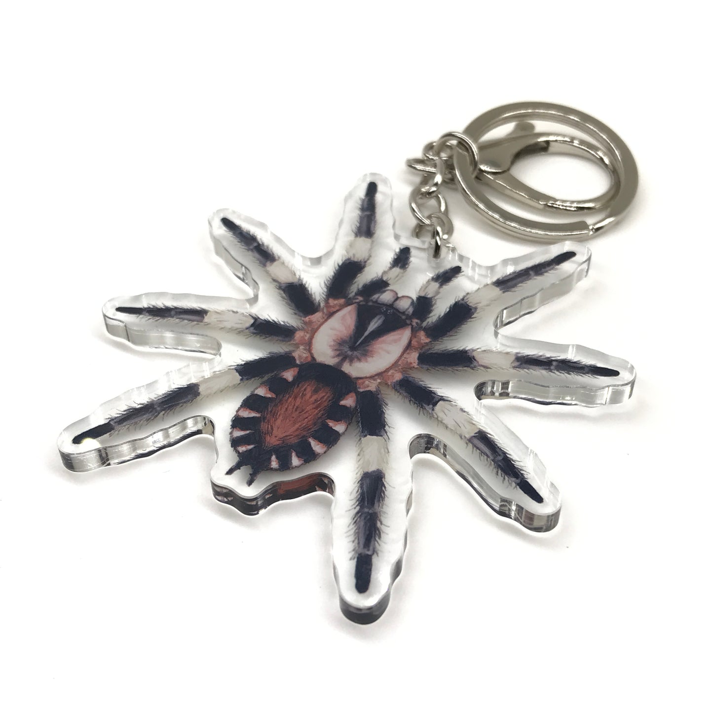 Peruvian black and white tarantula Cyriocosmus Ritae acrylic keychain, detailed miniature arachnid accessory from The Silk Ranch.