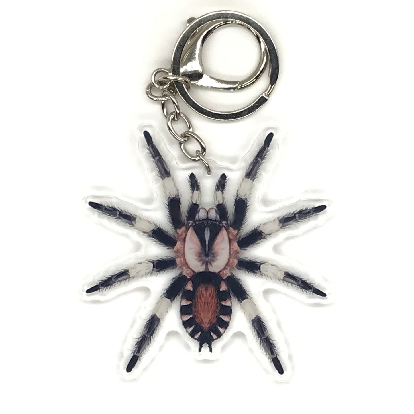 Peruvian black and white tarantula acrylic keychain featuring Cyriocosmus ritae, showcasing detailed spider design on a keychain.