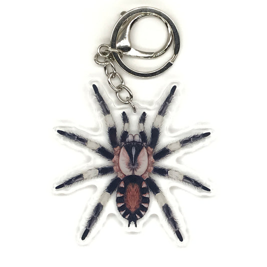 Peruvian Black And White Tarantula Keychain, Cyriocosmus Ritae Acrylic Keychain from The Silk Ranch