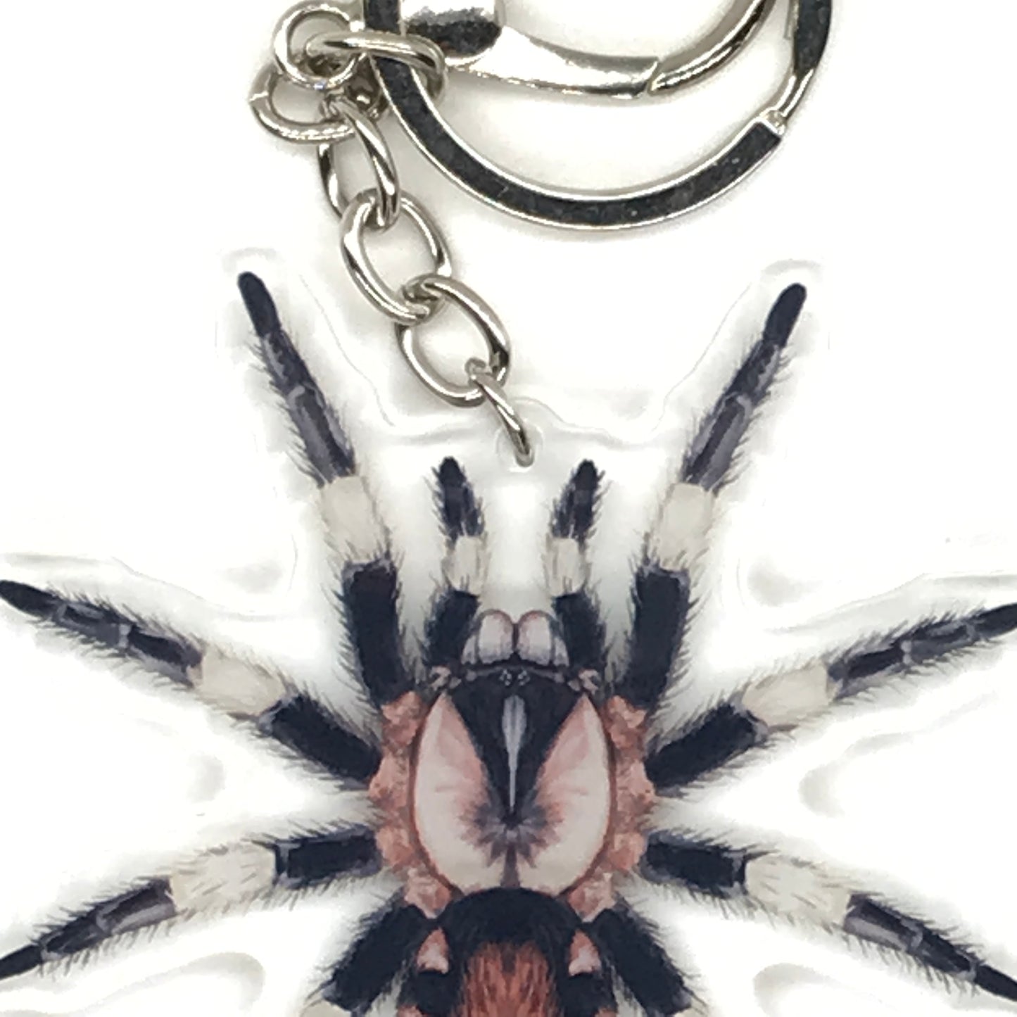 Peruvian black and white tarantula acrylic keychain featuring Cyriocosmus ritae with detailed spider design on a clear keyring.