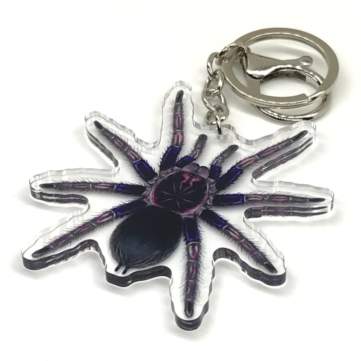 Ecuadorian Birdeater Tarantula keychain featuring Pamphobeteus ultramarinus on clear acrylic, with detailed spider illustration.