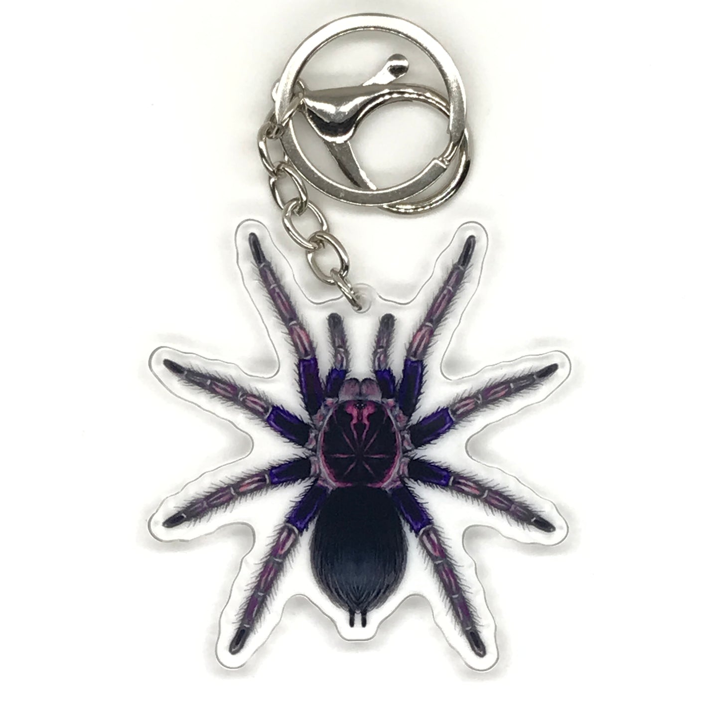 Ecuadorian Birdeater Tarantula Pamphobeteus Ultramarinus acrylic keychain with detailed spider illustration on a clear background.