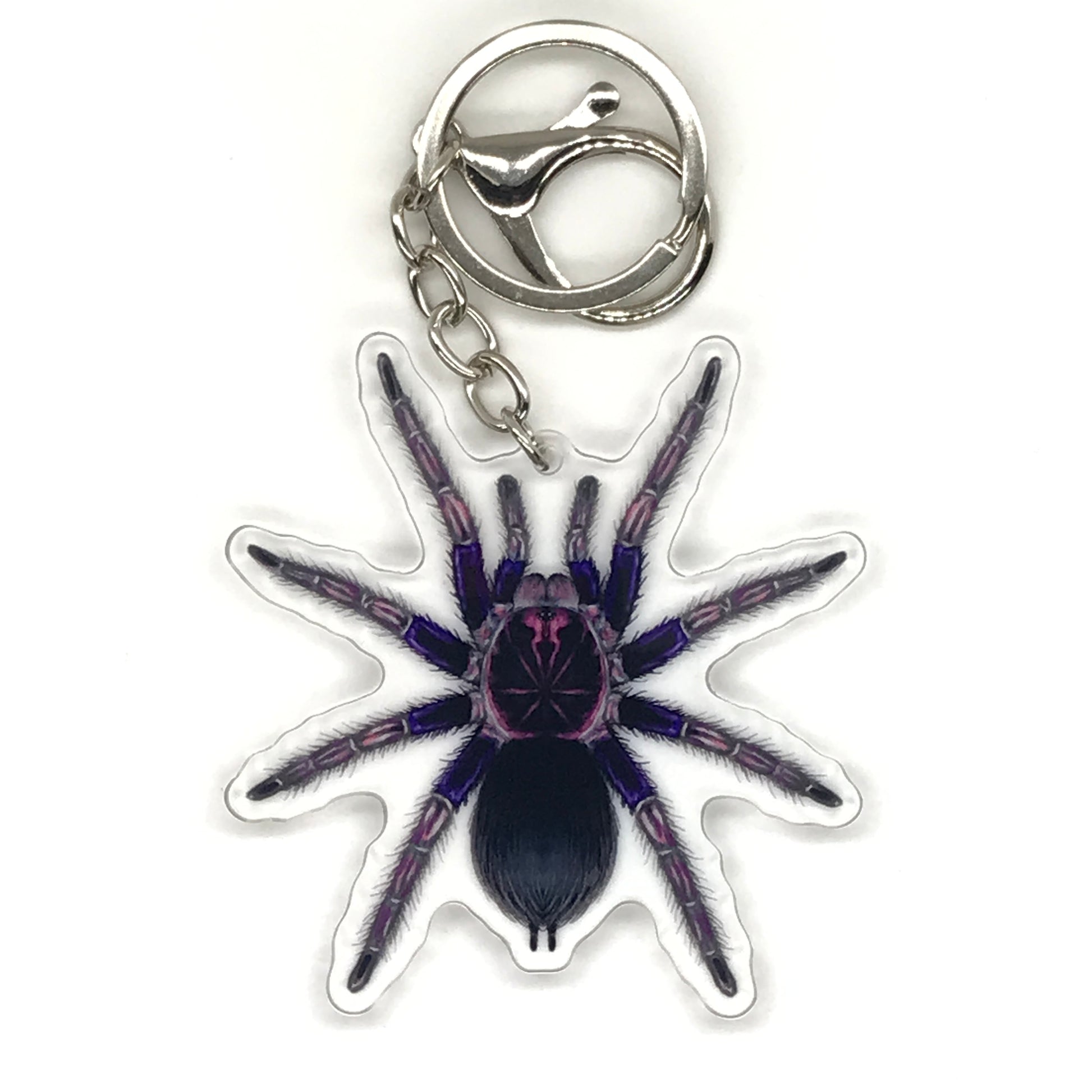 Ecuadorian Birdeater Tarantula Pamphobeteus Ultramarinus acrylic keychain with detailed spider illustration on a clear background.