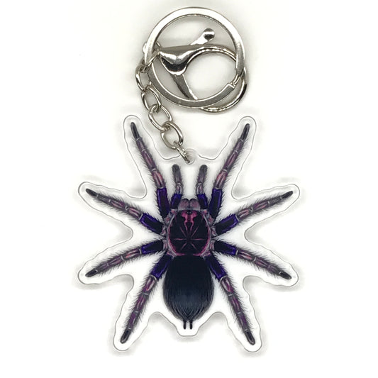 Ecuadorian Birdeater Tarantula Keychain, Pamphobeteus Ultramarinus Acrylic Keychain from The Silk Ranch