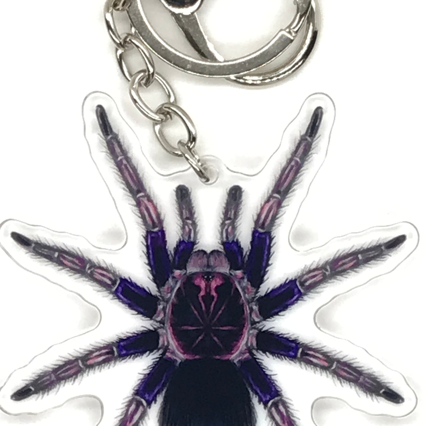 Ecuadorian Birdeater Tarantula Pamphobeteus Ultramarinus acrylic keychain, featuring detailed spider design on transparent background.