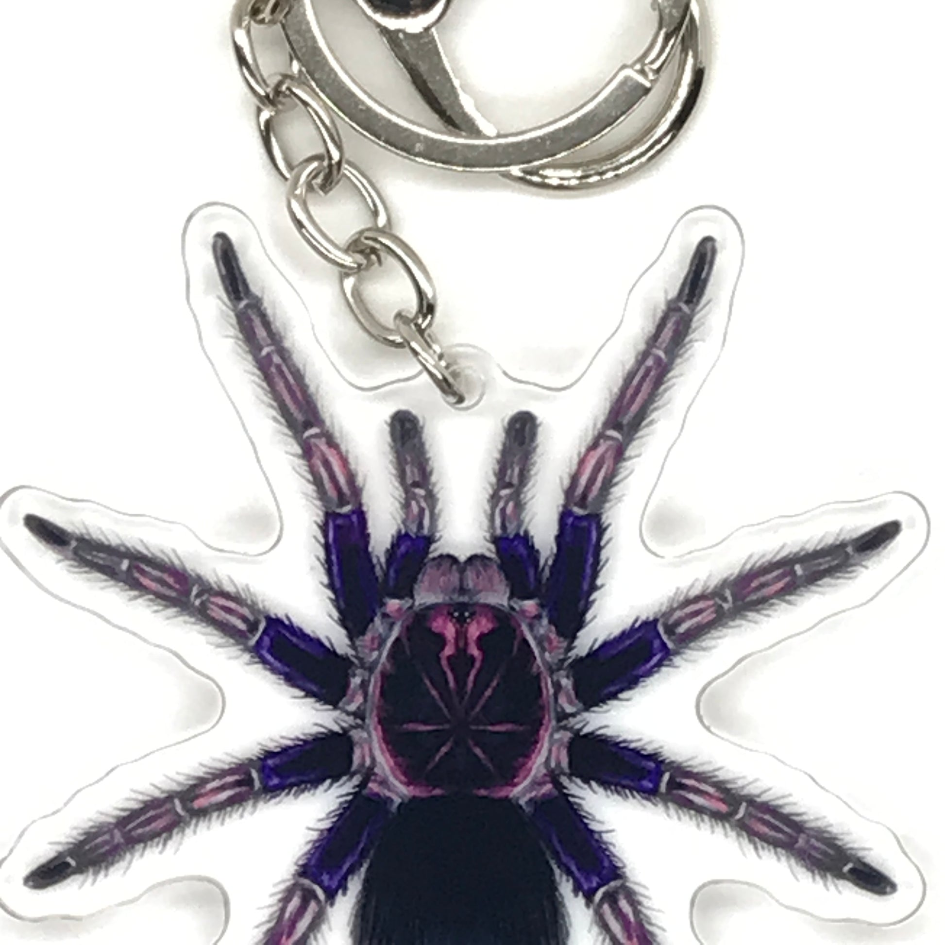 Ecuadorian Birdeater Tarantula Pamphobeteus Ultramarinus acrylic keychain, featuring detailed spider design on transparent background.