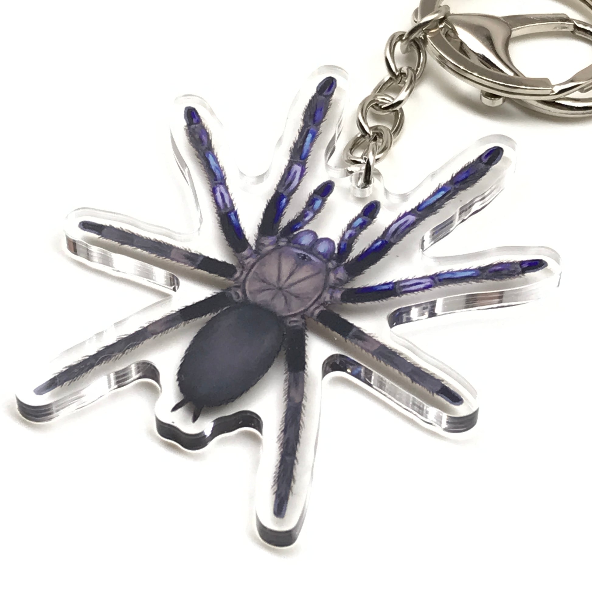Electric blue Chilobrachys Natanicharum tarantula keychain acrylic charm, detailed blue spider pendant from The Silk Ranch.