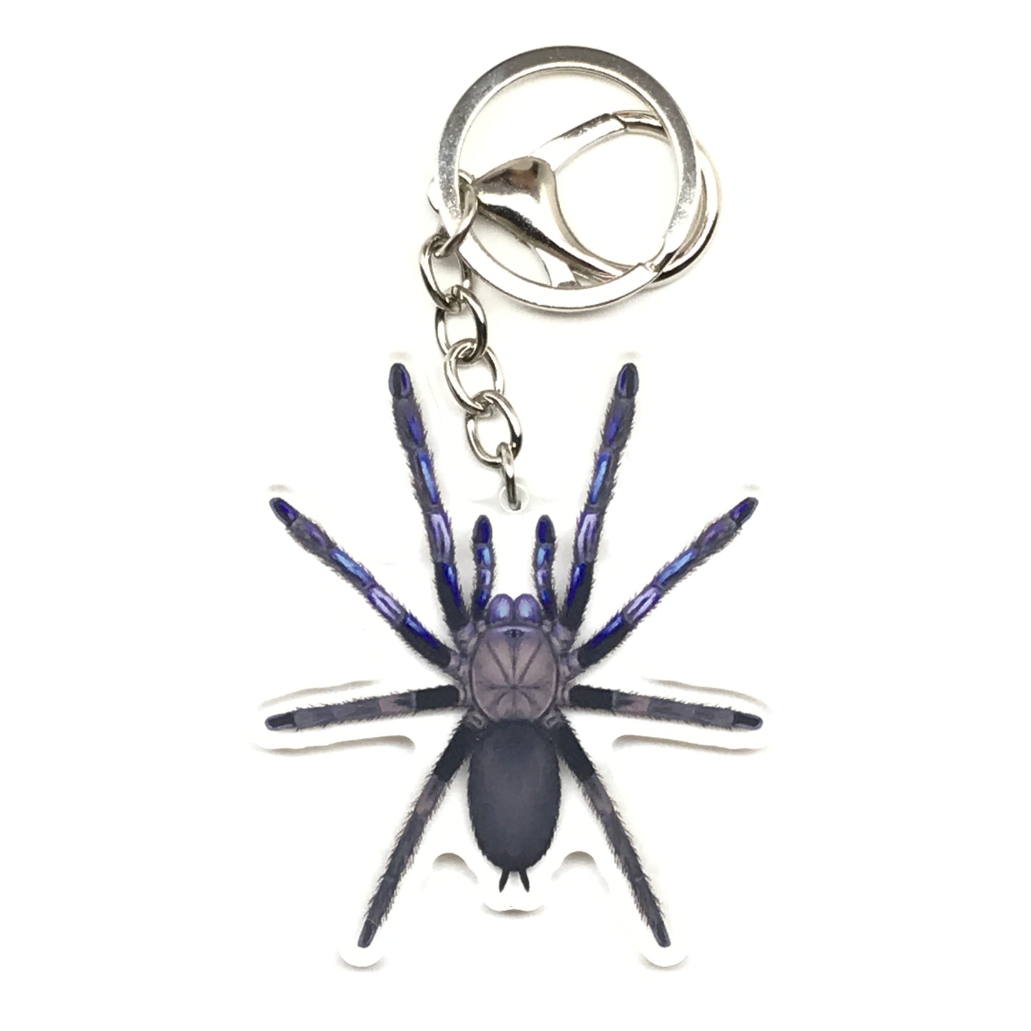 Electric blue tarantula keychain featuring Chilobrachys natanicharum acrylic charm, crafted by The Silk Ranch.
