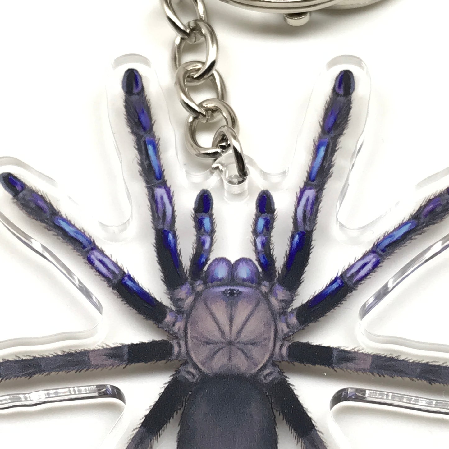 Electric blue tarantula keychain featuring a Chilobrachys natanicharum acrylic charm, branded by The Silk Ranch.