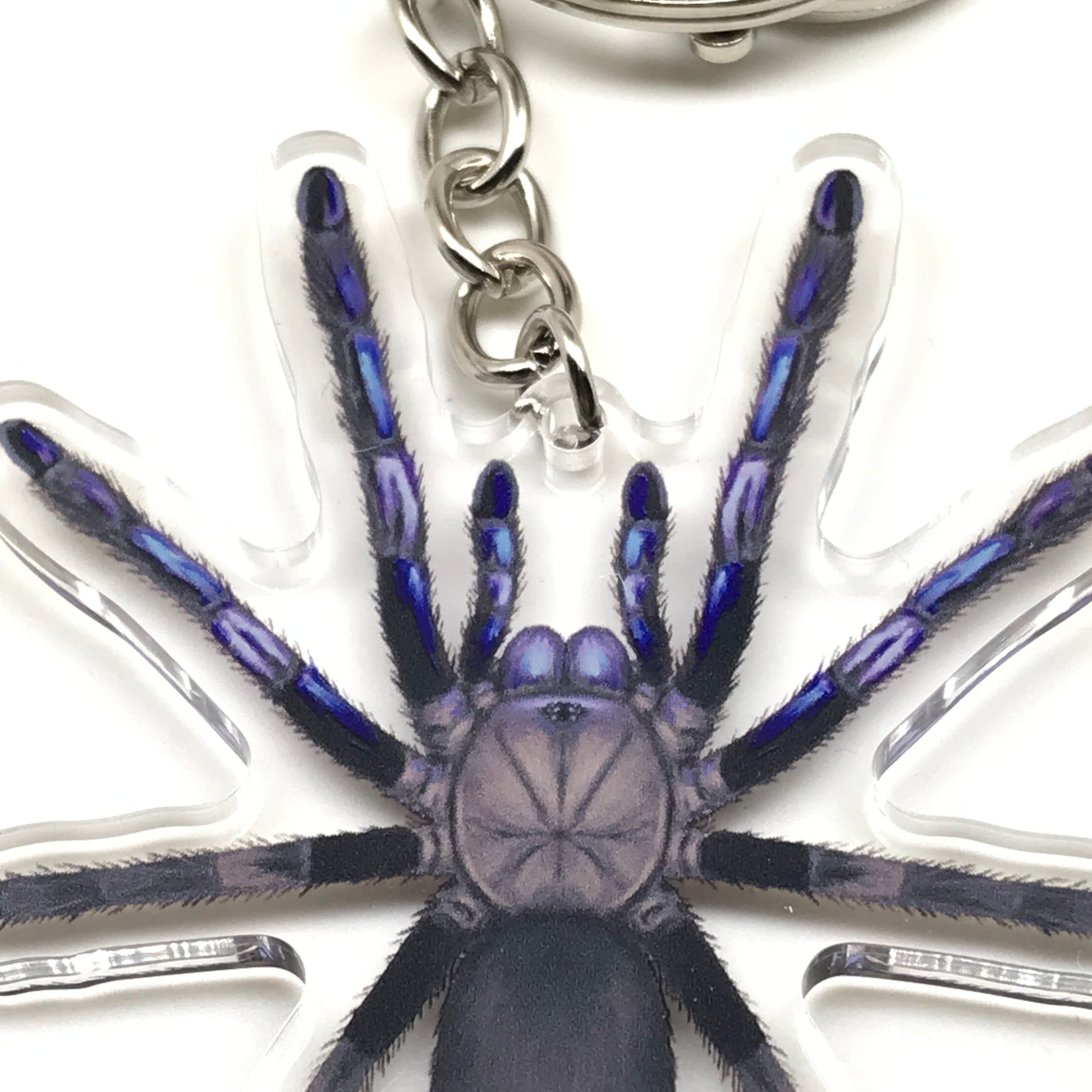 Electric blue tarantula keychain featuring a Chilobrachys natanicharum acrylic charm, branded by The Silk Ranch.